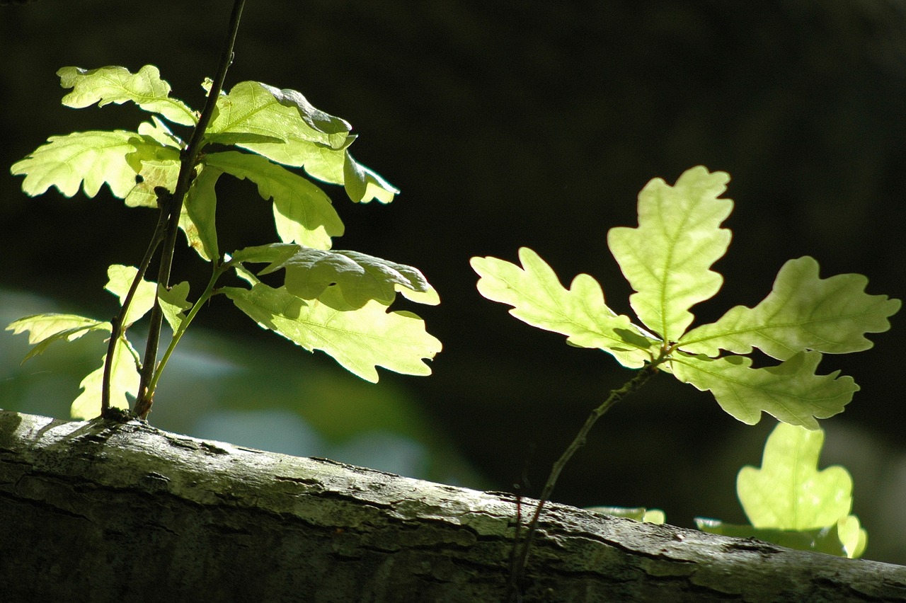 leaf tree spring free photo