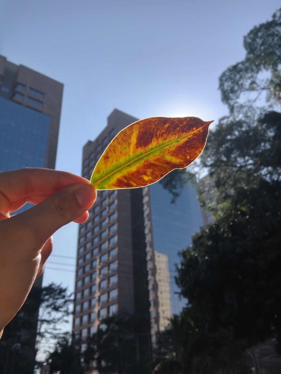 leaf nature buildings free photo