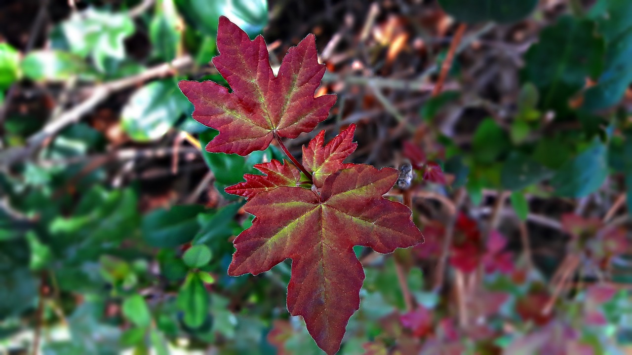 leaf red the colour of the free photo