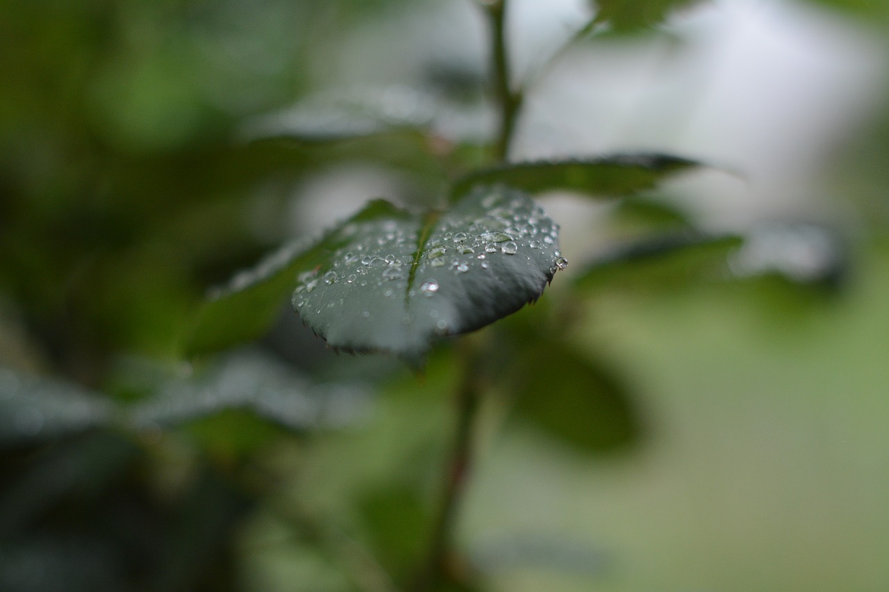 leaf rain droplet free photo