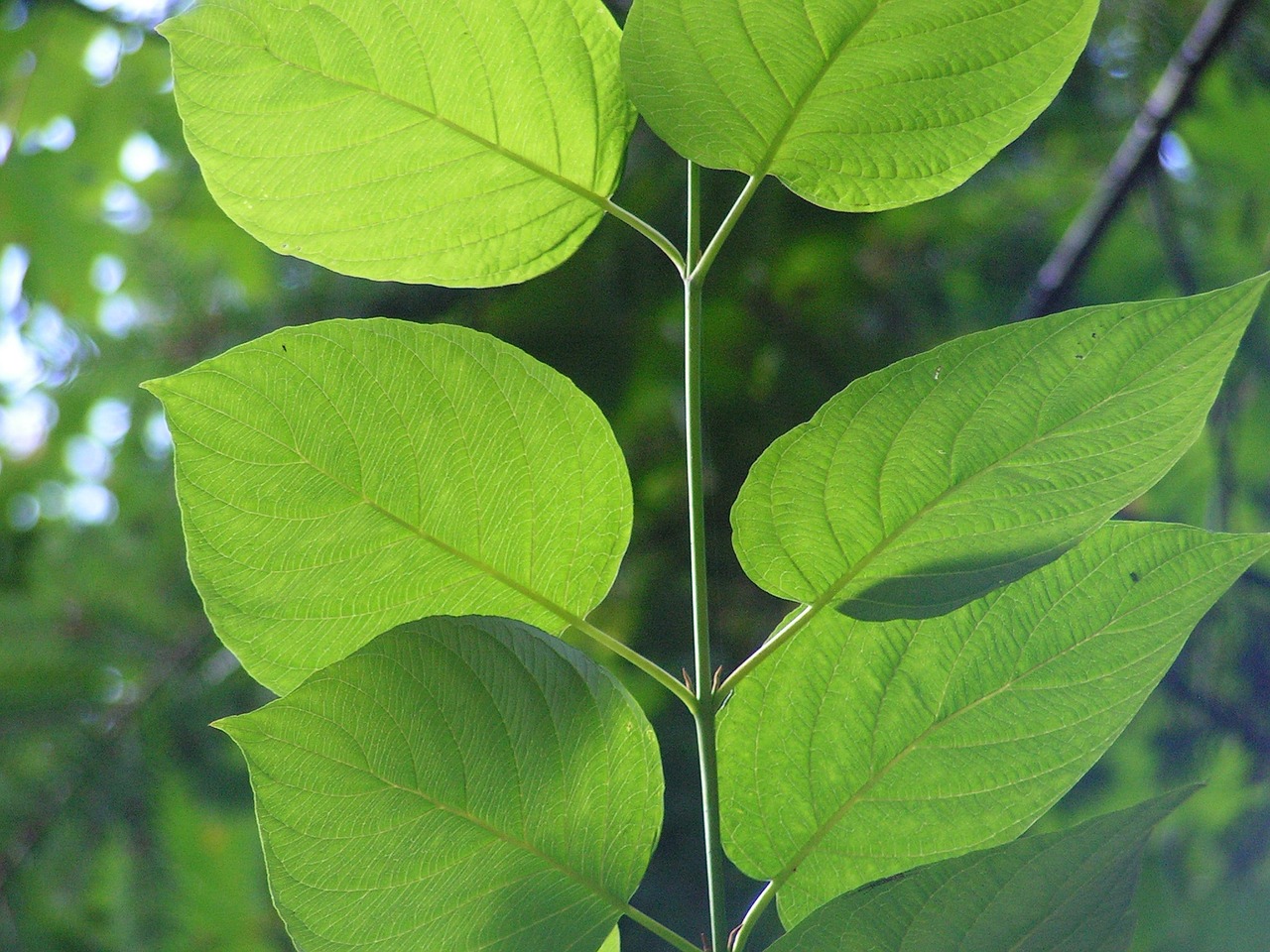 leaf green veins free photo