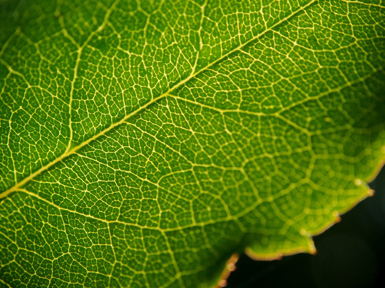 leaf green green leaf free photo