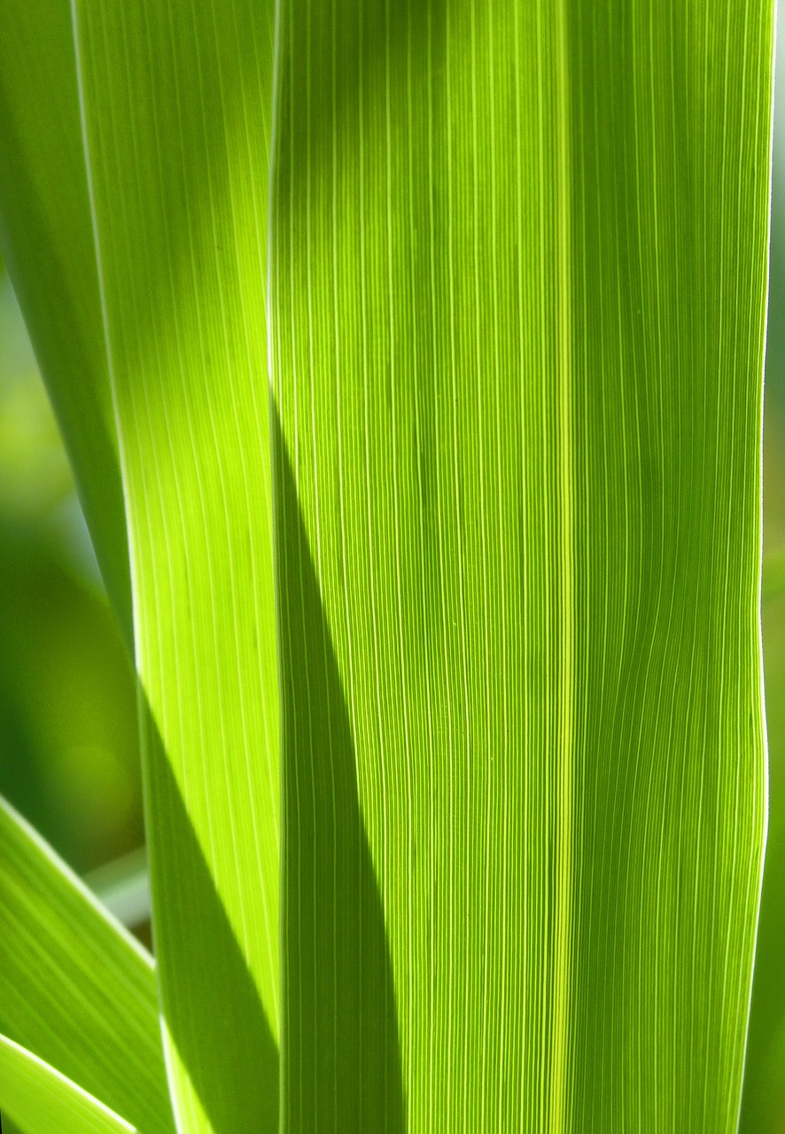 leaf nerves american cane free photo