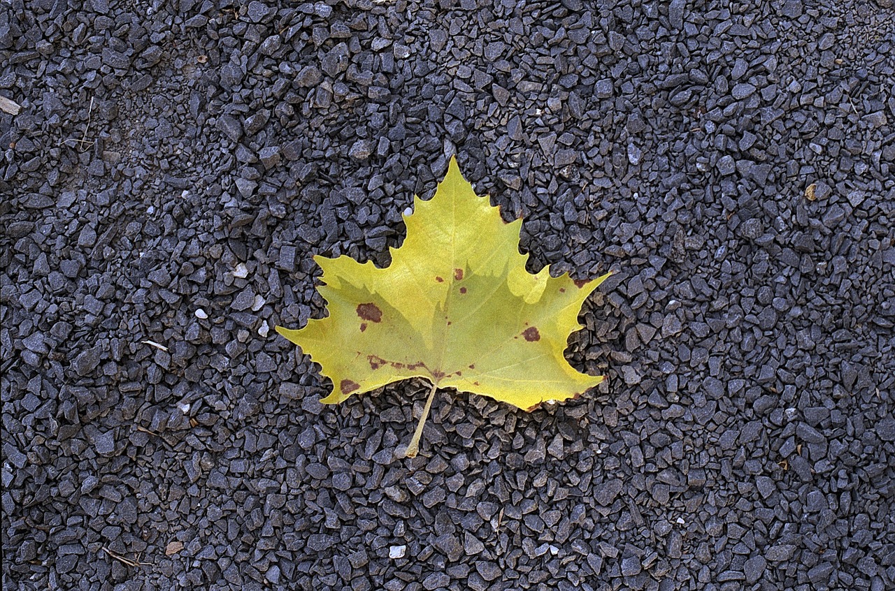 leaf green grey free photo