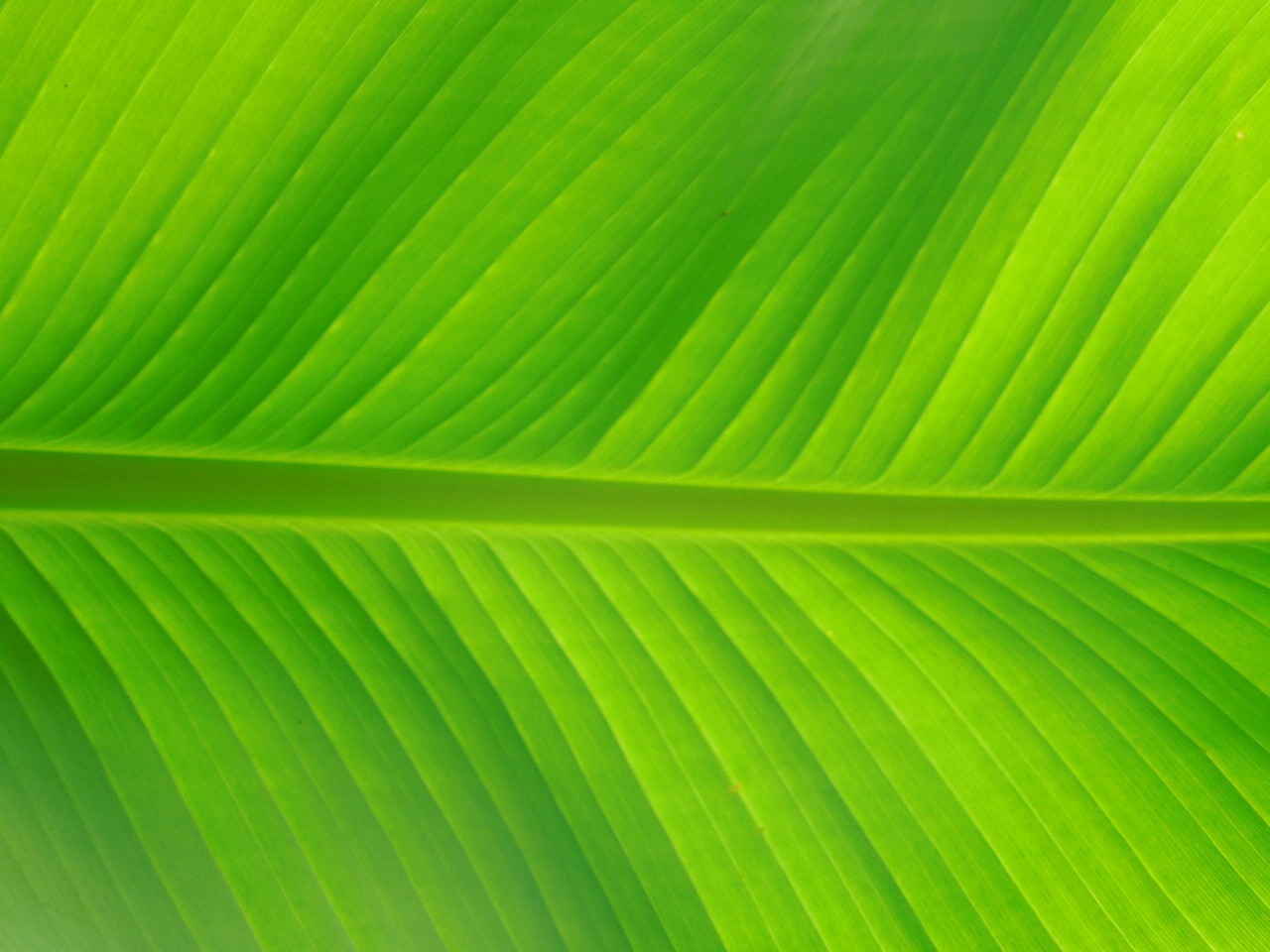 leaf palm nature free photo