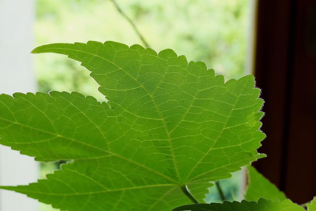 Green leaf отзывы. Рамка зеленые листья. Тинькофф зеленая листва.