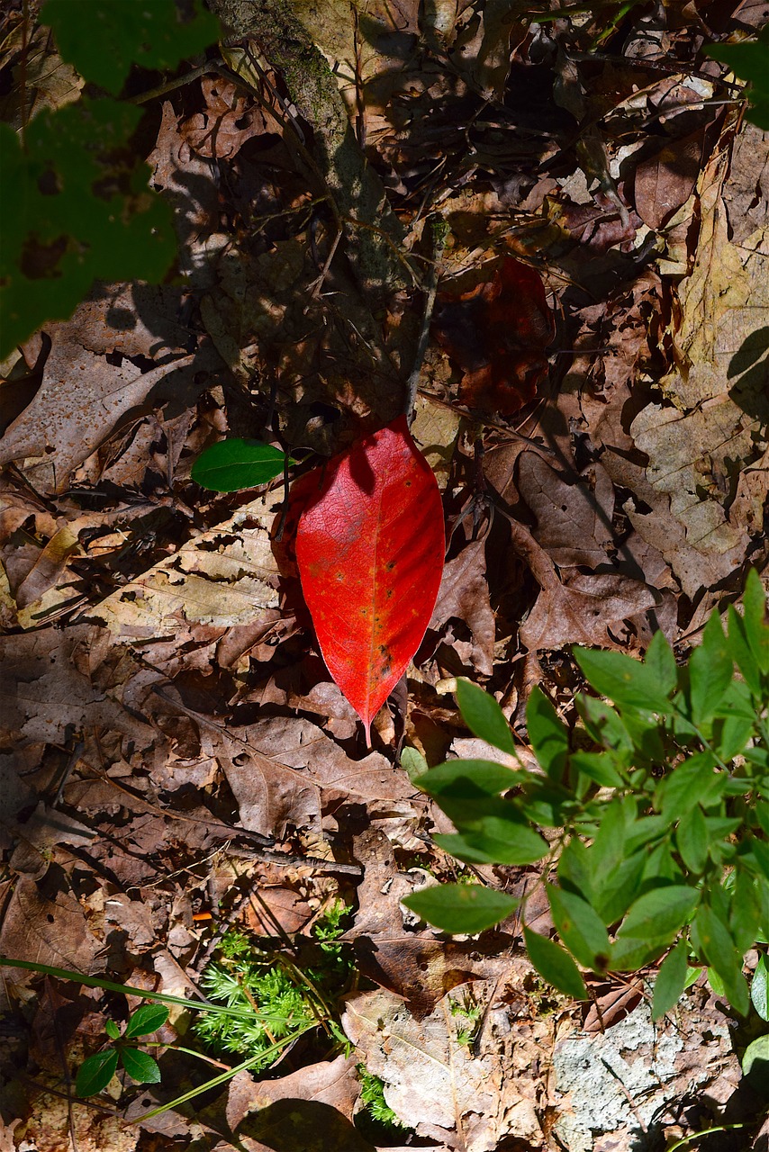 leaf light forest free photo