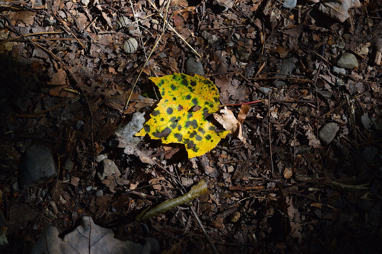 leaf light forest free photo