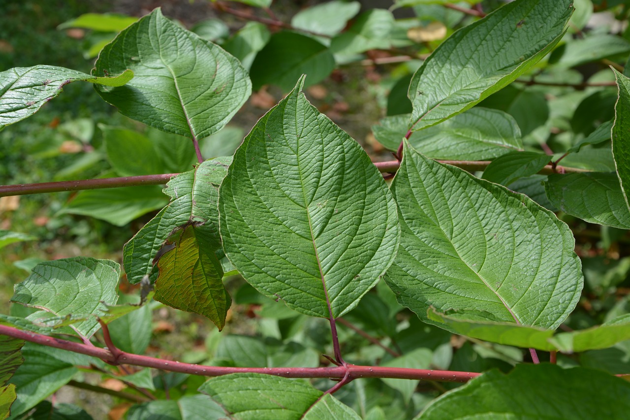 leaf shrub green free photo