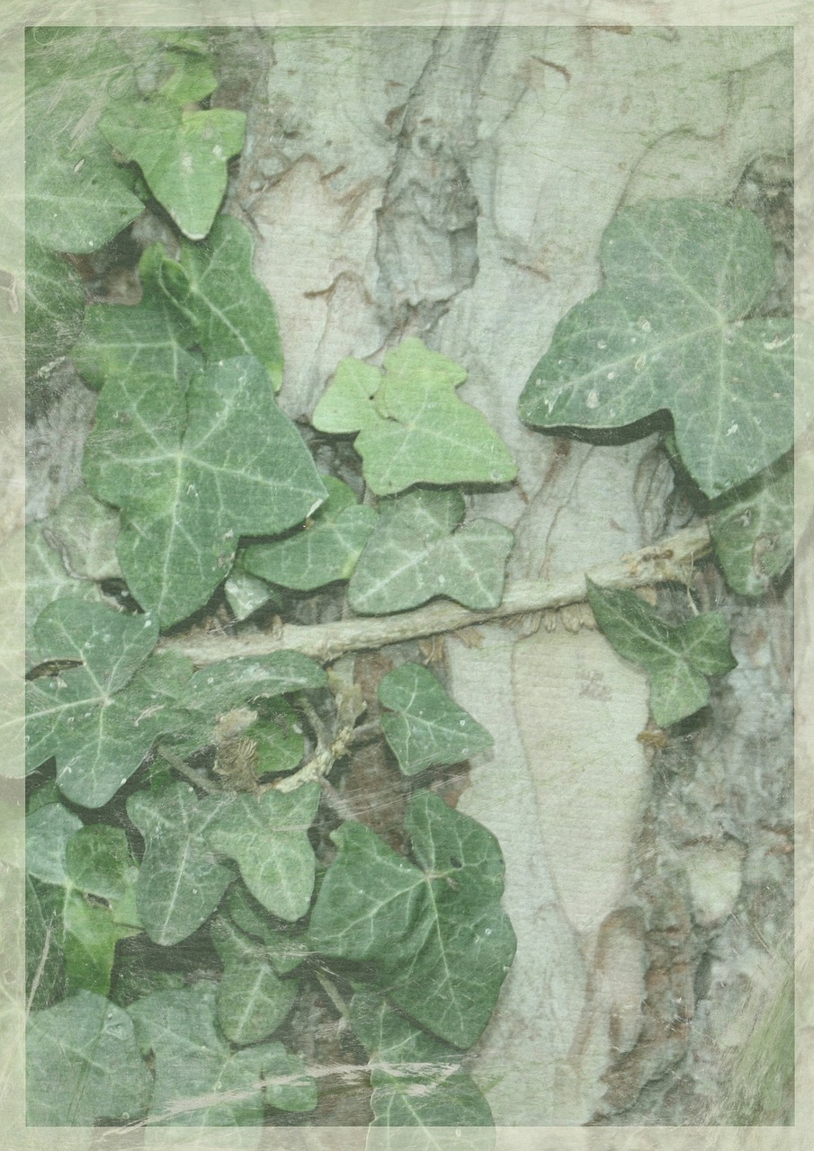 leaf background green free photo