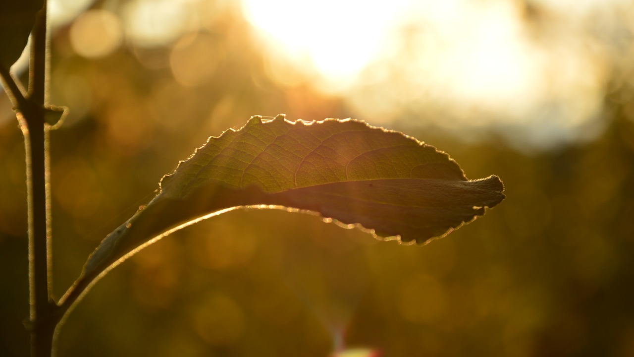 leaf the sun nature free photo