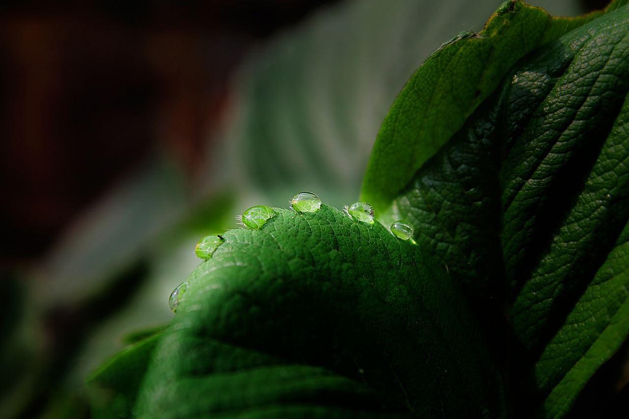 leaf water water drop free photo