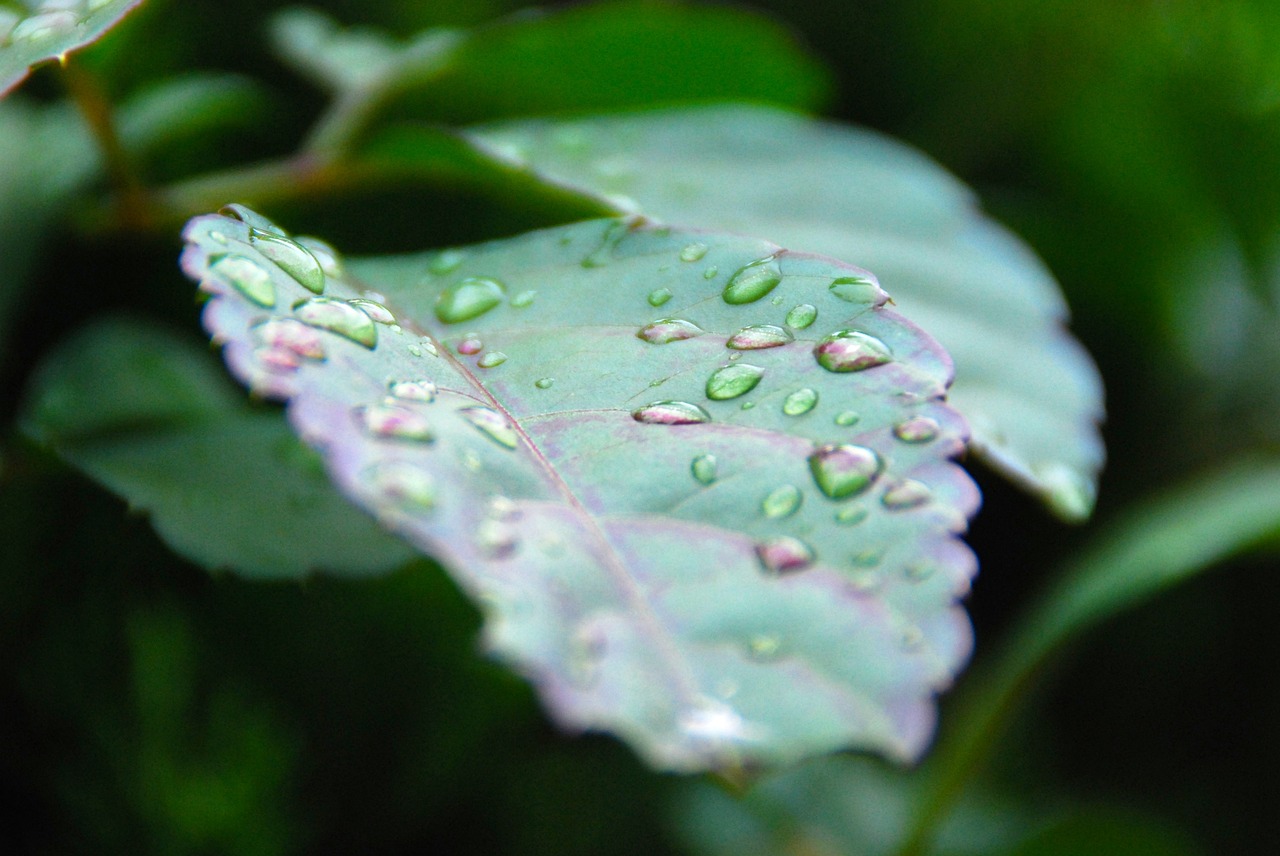 leaf drop rain free photo