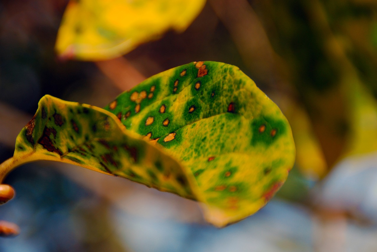 leaf autumn fall free photo