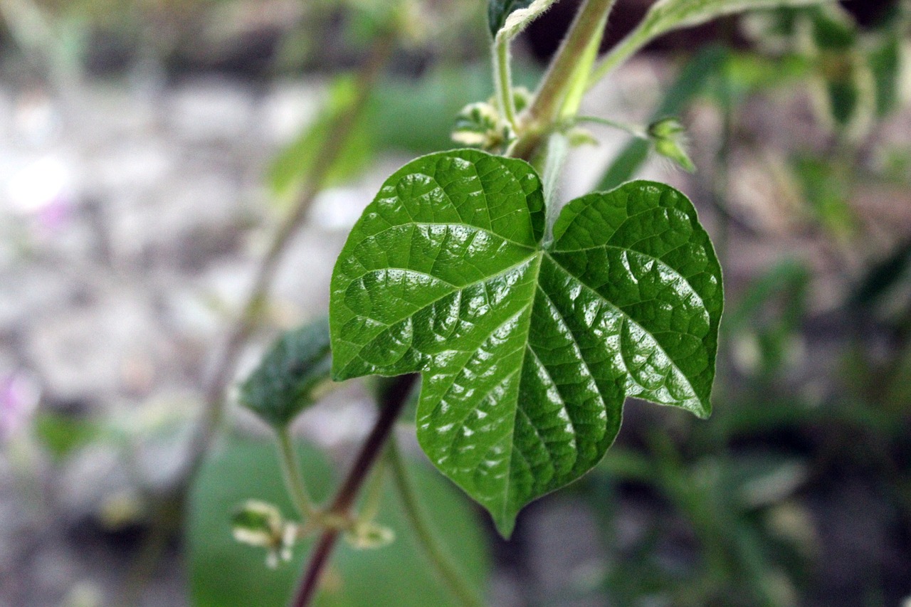 leaf green summer free photo