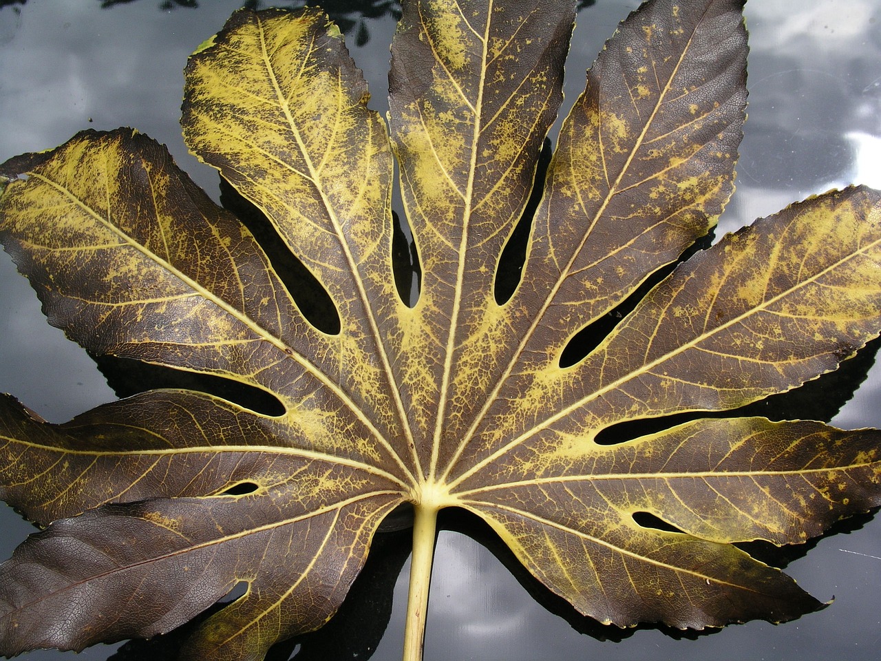 leaf fatsia nature free photo