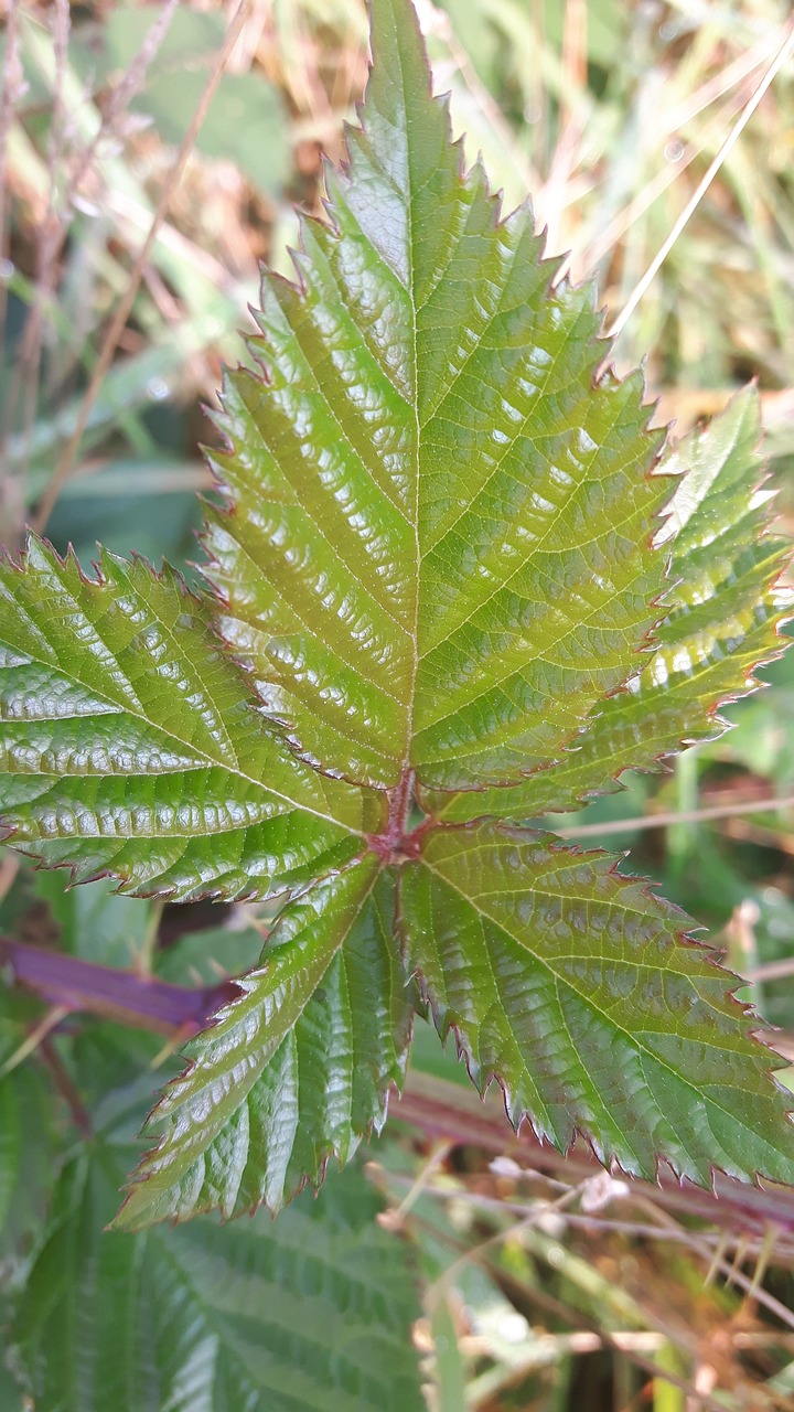 leaf green forest free photo