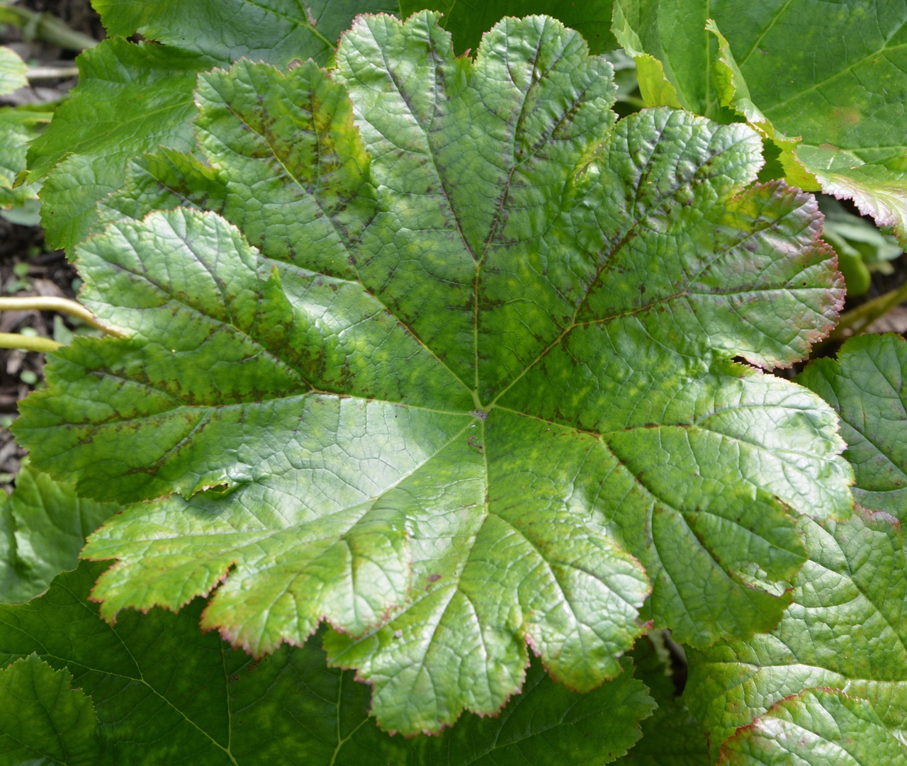 leaf green plant nature free photo