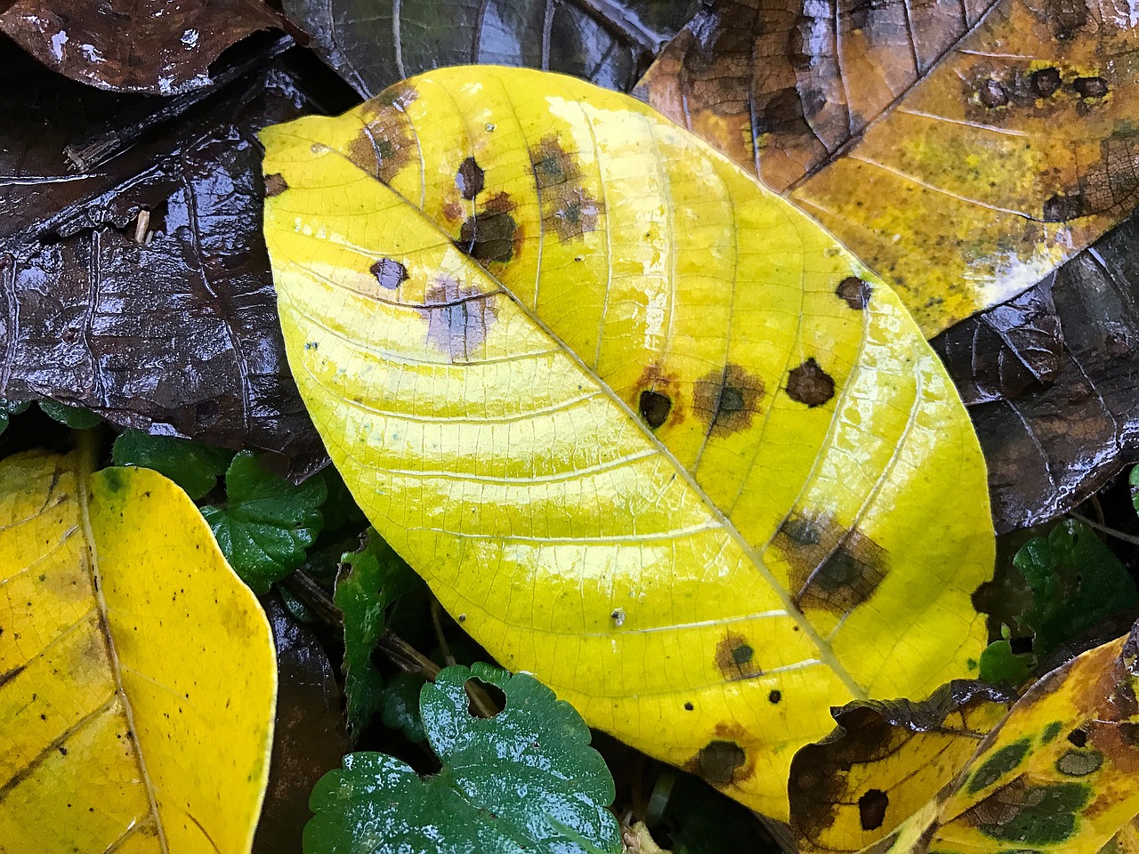leaf autumn wet free photo
