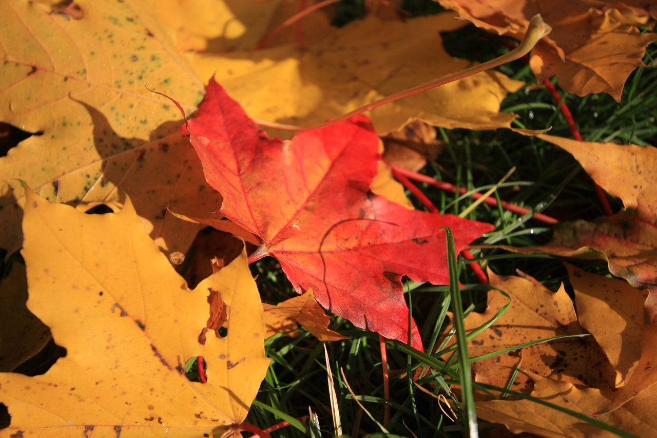 leaf leaves october free photo