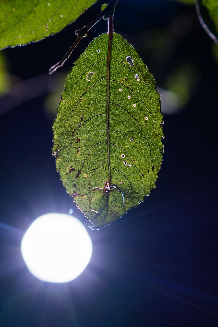 leaf back light contrast free photo