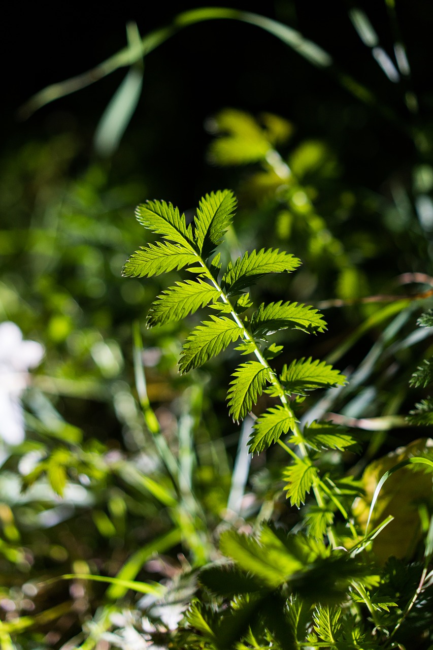 leaf lighting nature free photo