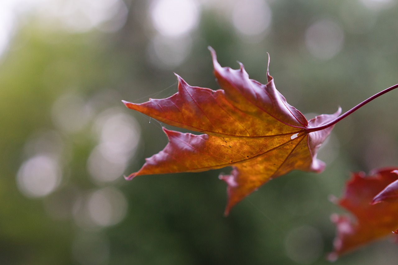 leaf maple red free photo