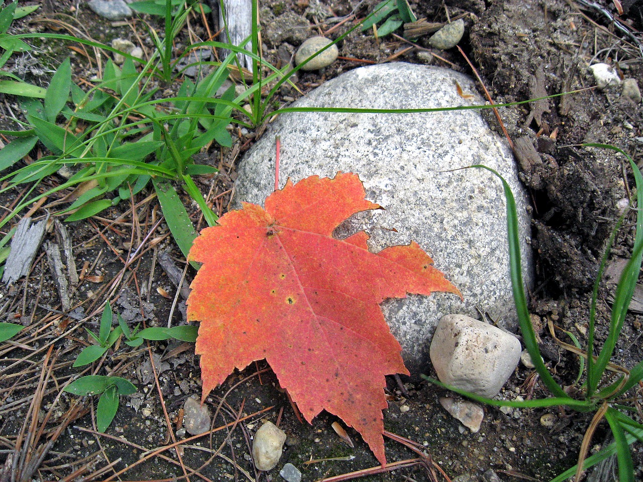 leaf autumn rock free photo