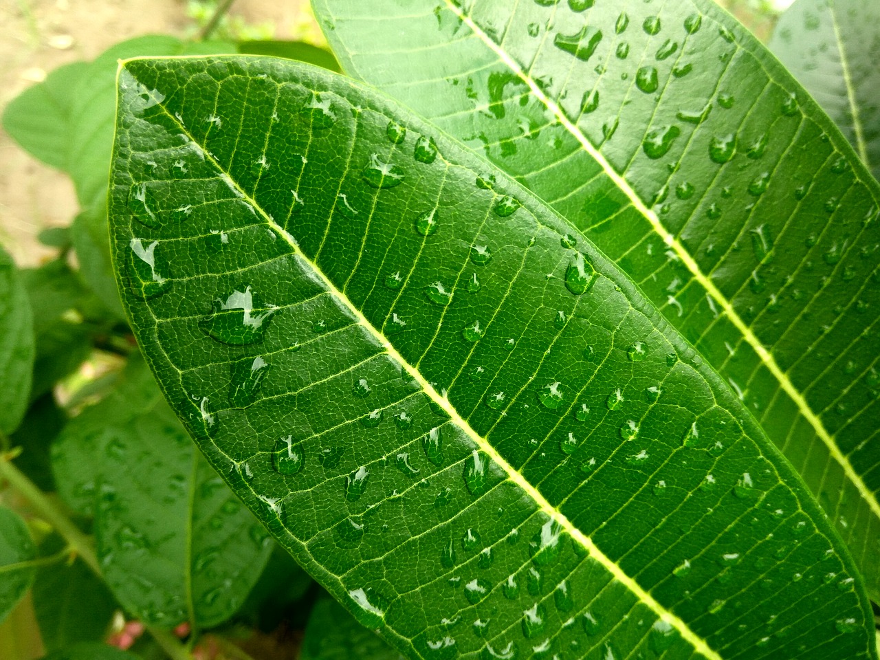 leaf rain rainy day free photo