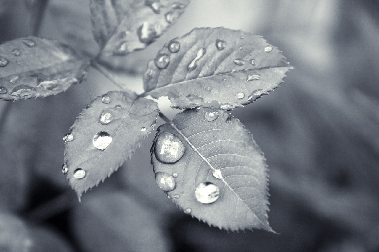 leaf droplet water free photo