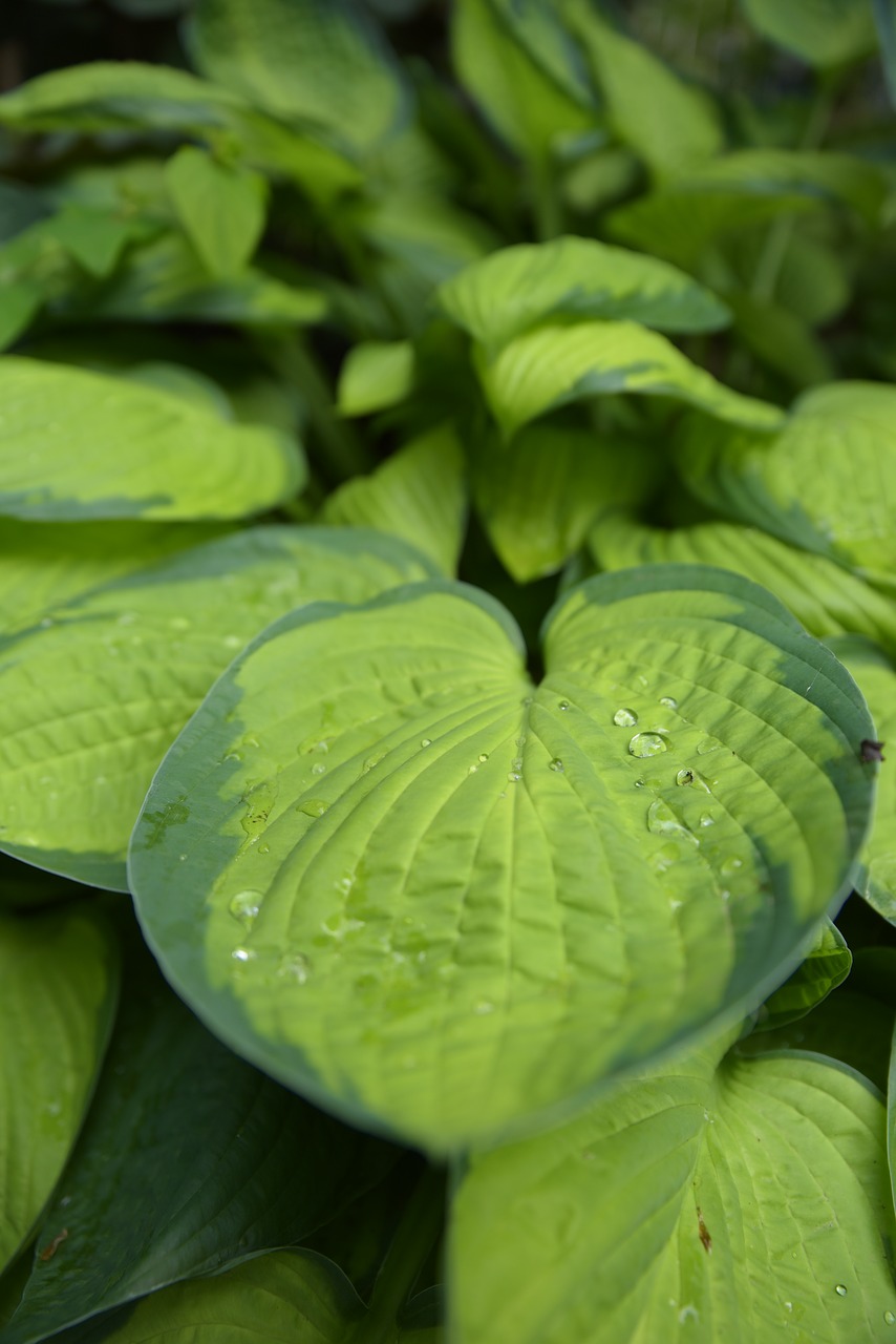 leaf plant green free photo