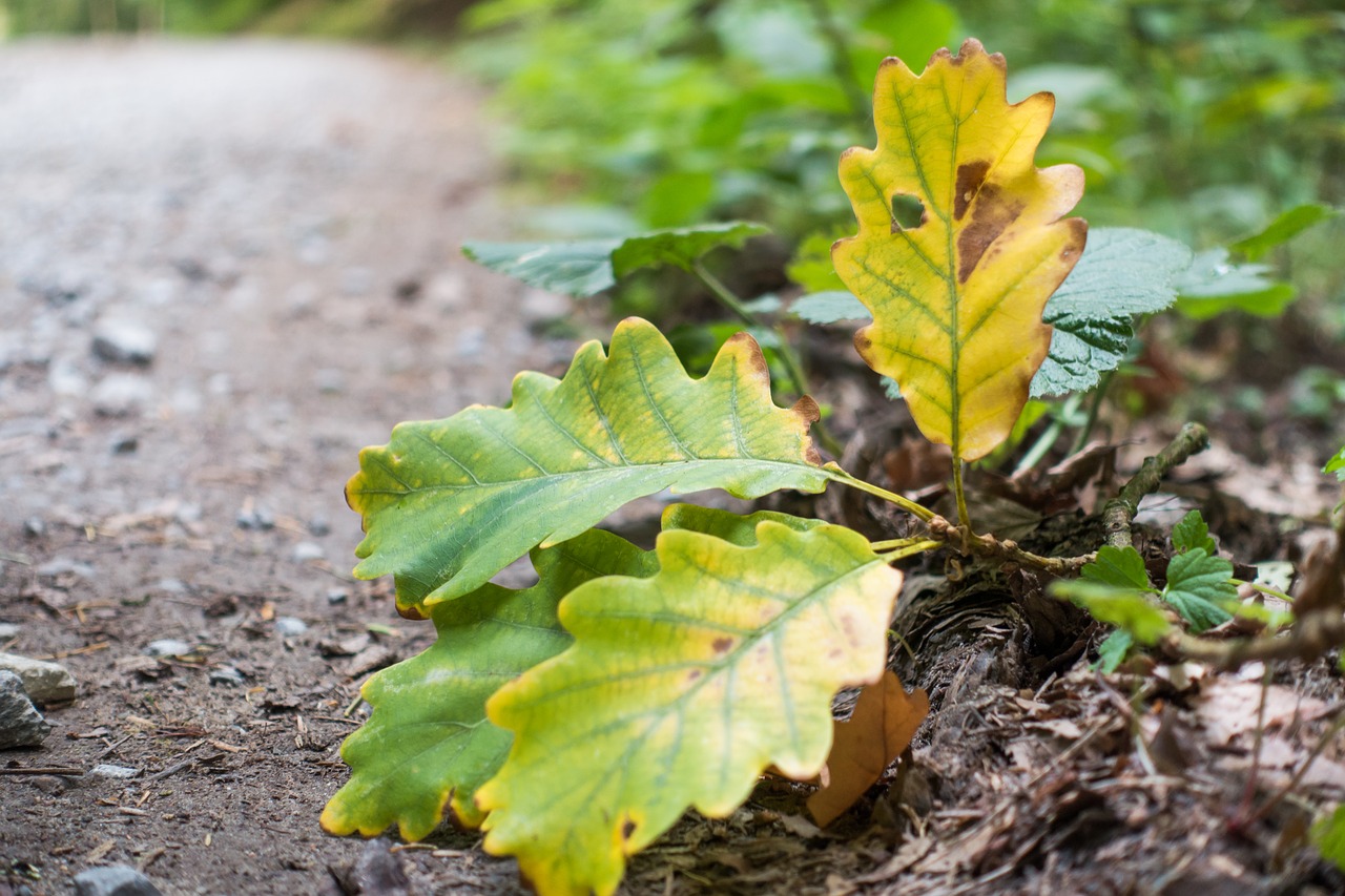 leaf leaves autumn free photo