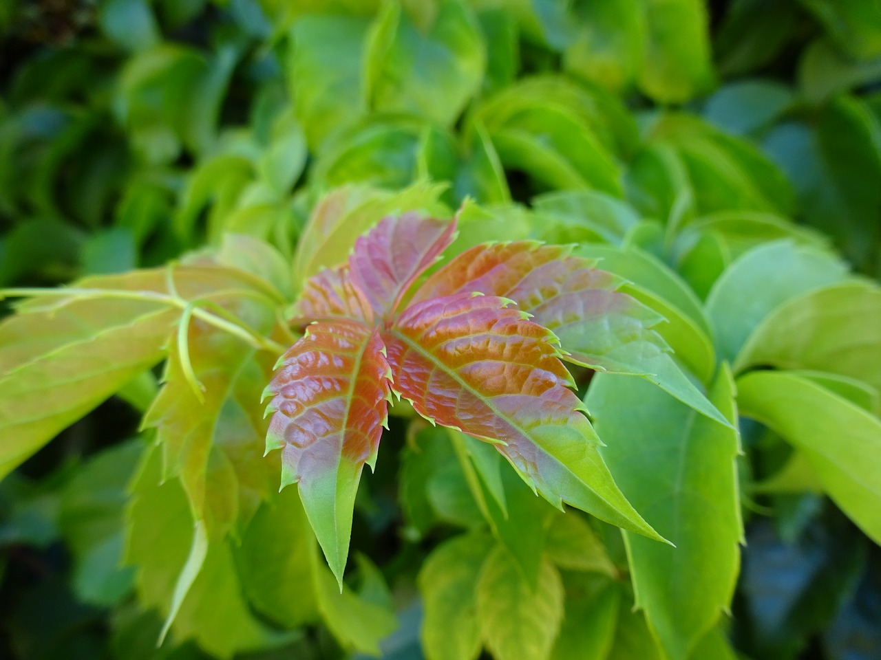 leaf green plant free photo