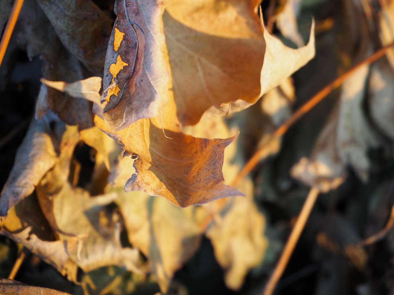 leaf leaves autumn free photo