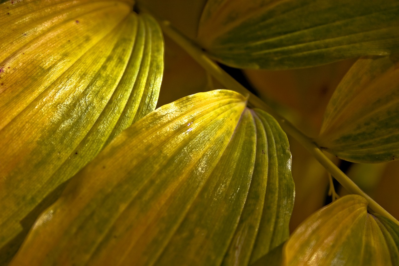 leaf green closeup free photo