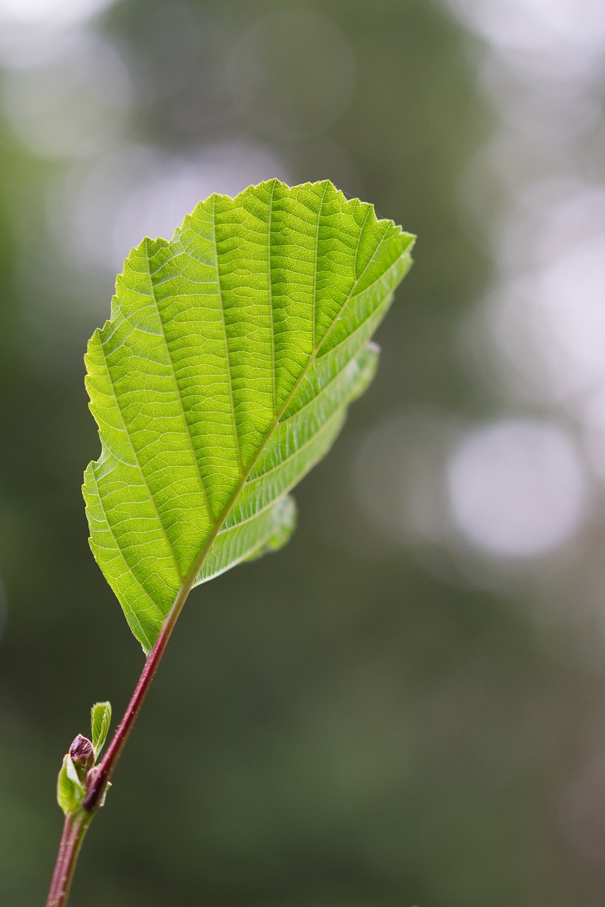 leaf nature green free photo