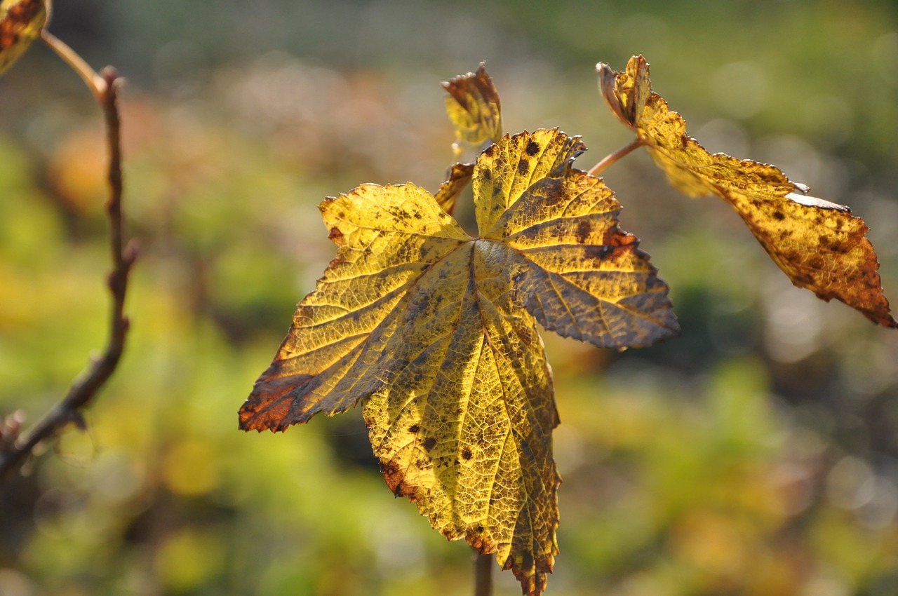 leaf yellow autumn free photo