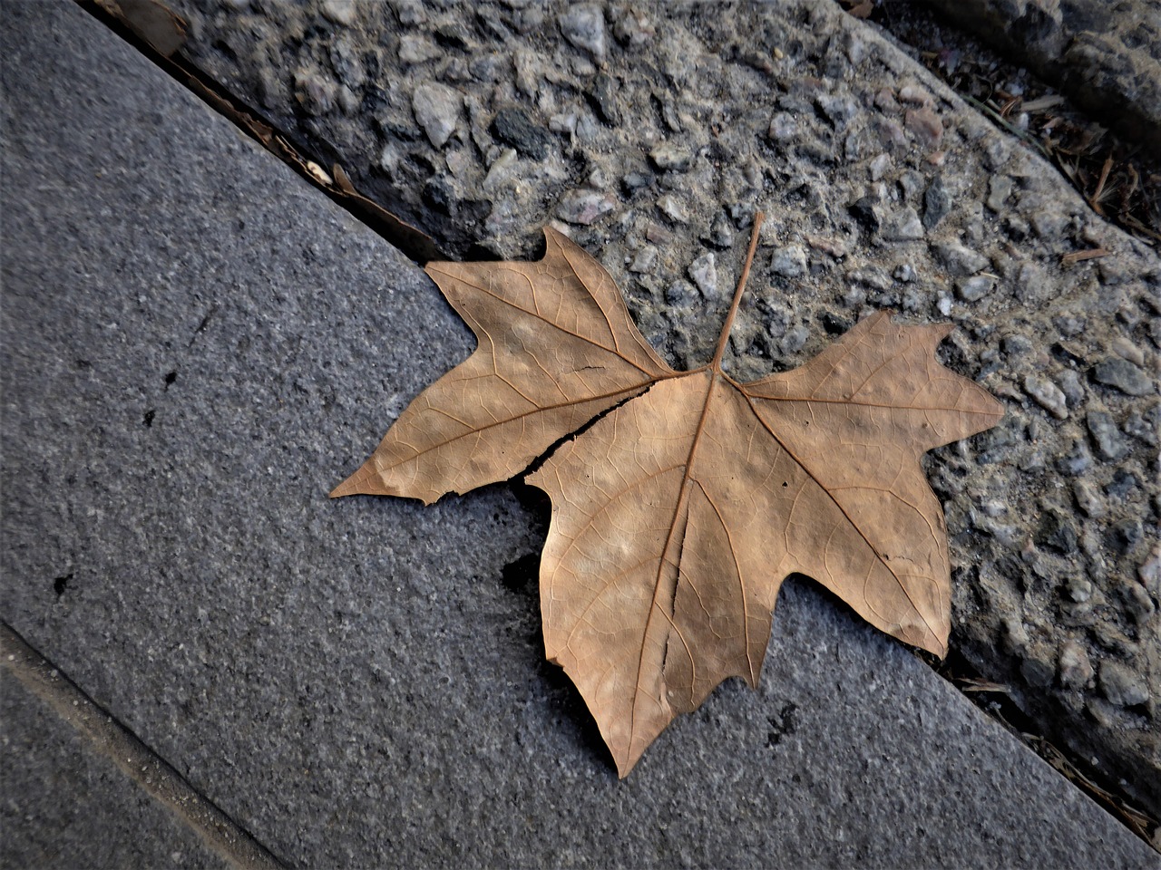 leaf autumn footpath free photo