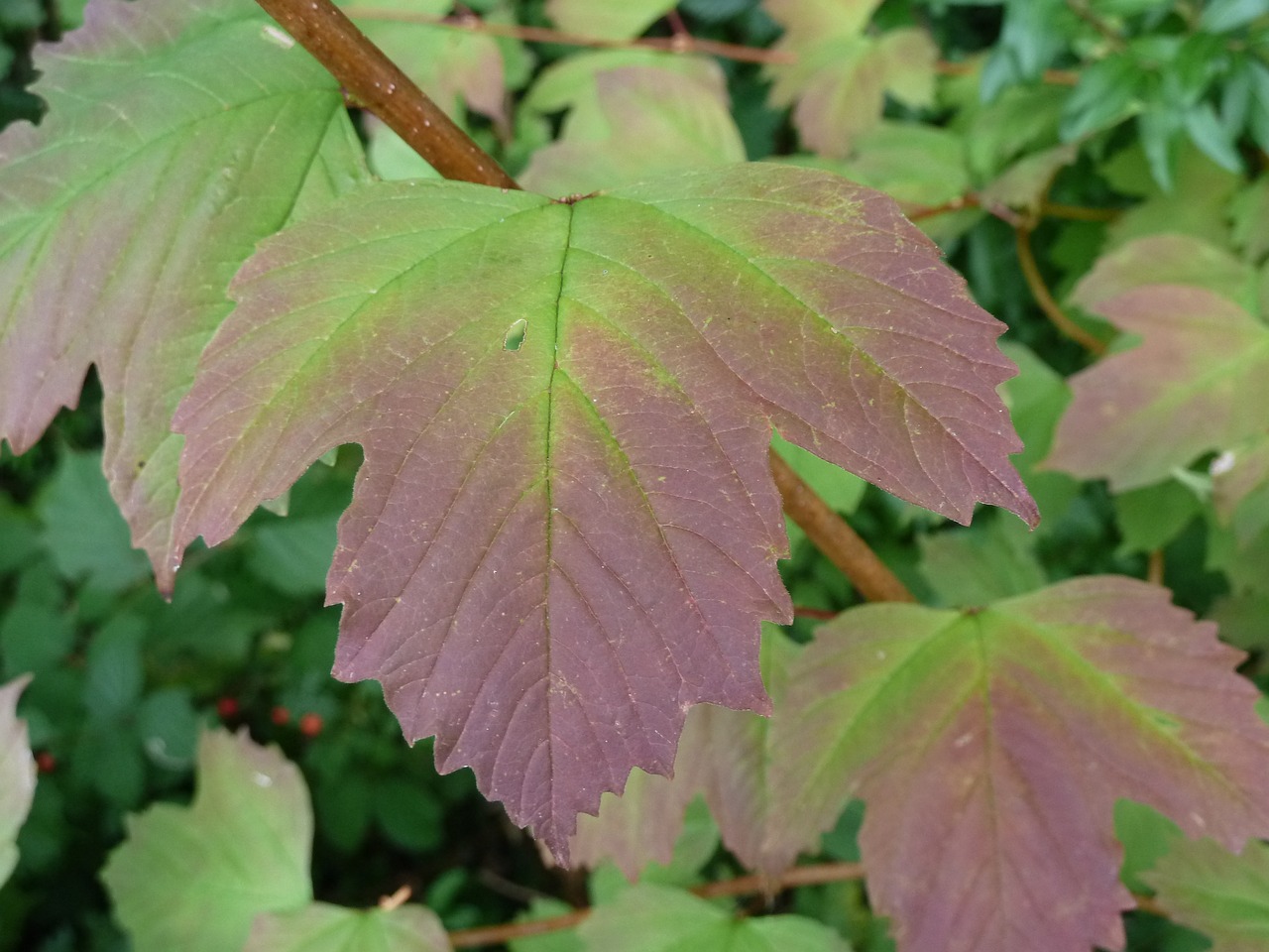 leaf red green free photo