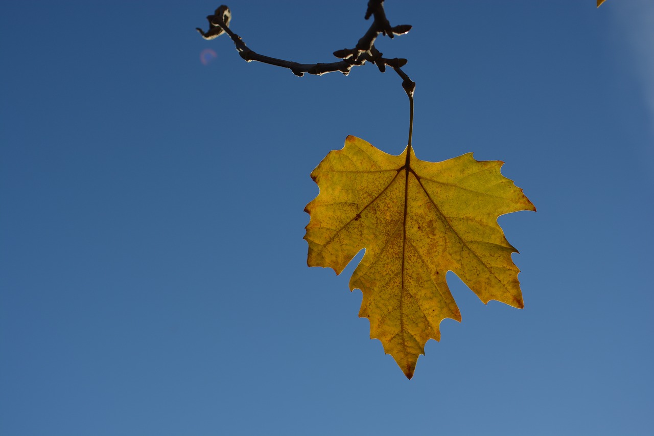 leaf yellow sky free photo