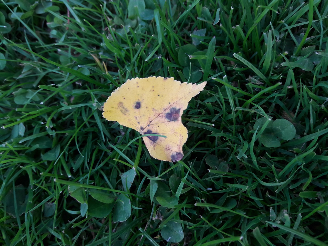 leaf green nature free photo