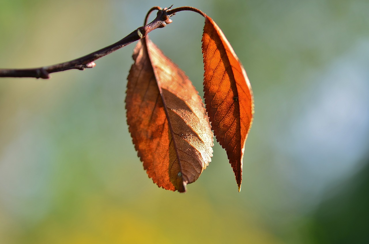 leaf natur natural free photo