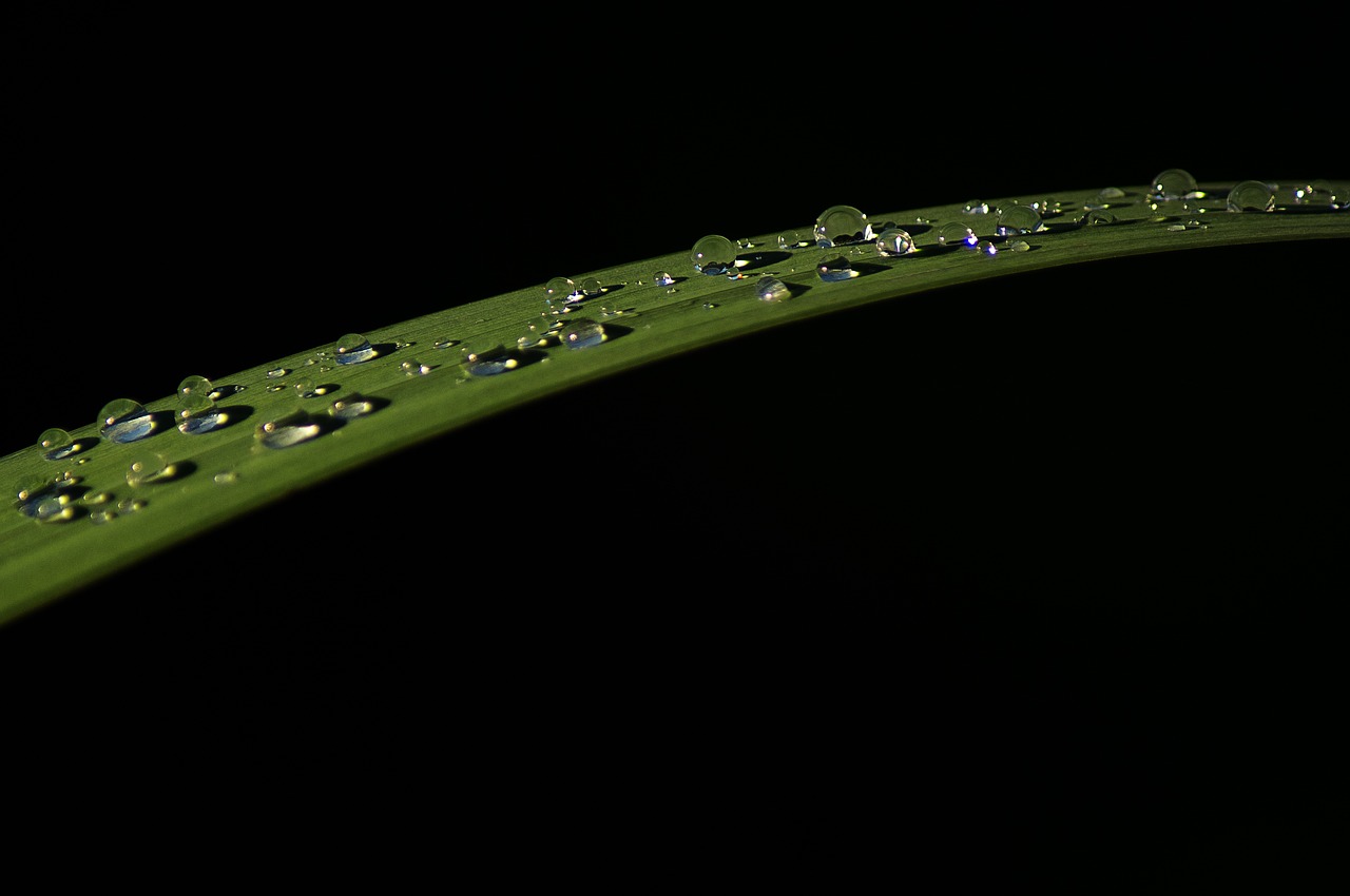 leaf drop of water raindrop free photo