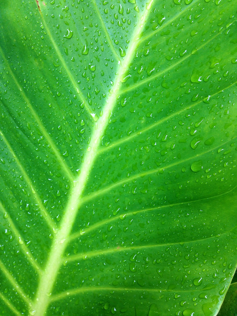 leaf green green leaf free photo