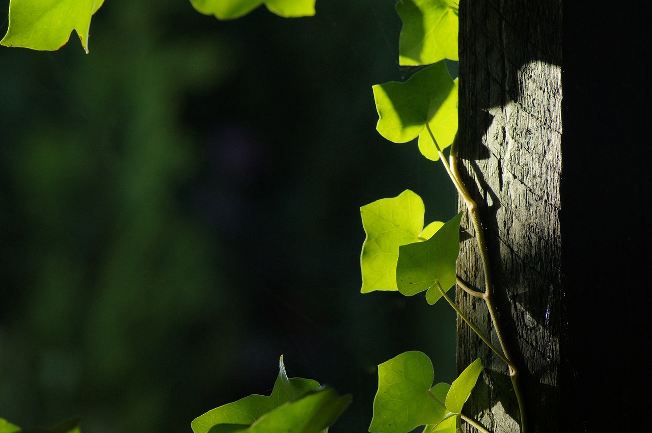 leaf green background free photo