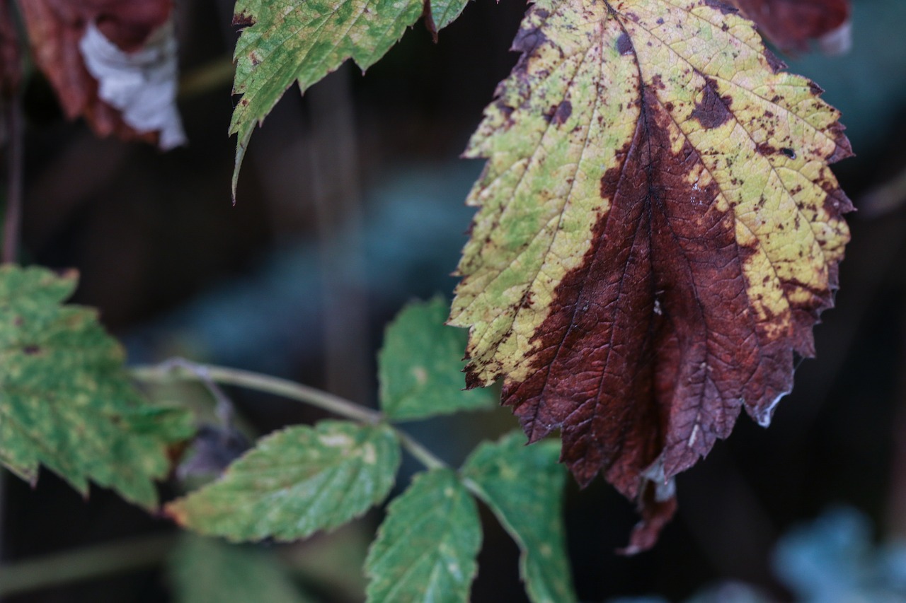 leaf autumn fall free photo