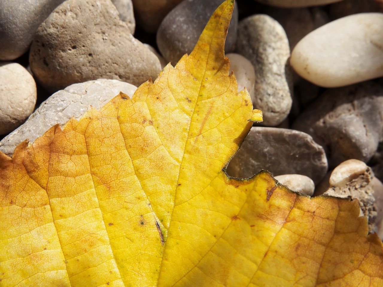 leaf autumn yellow free photo