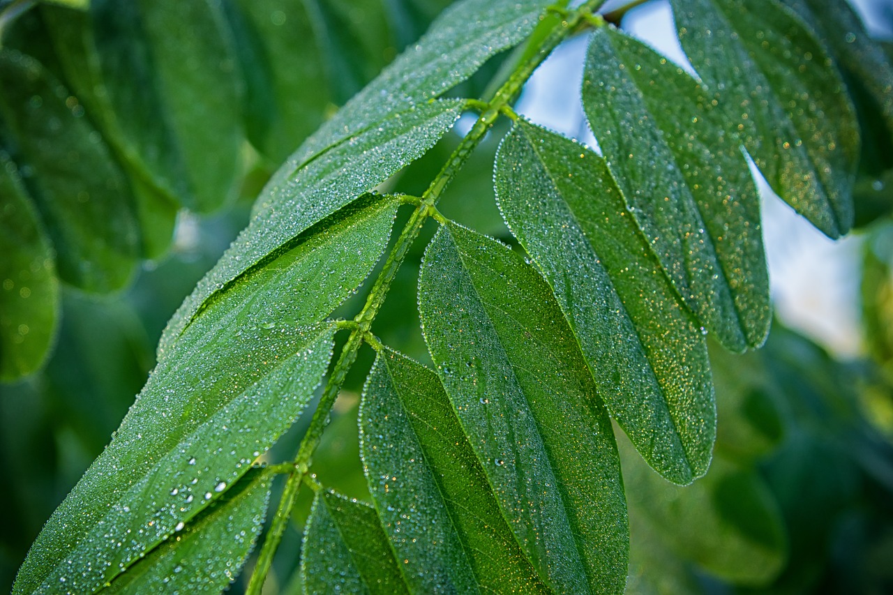 leaf dew green free photo