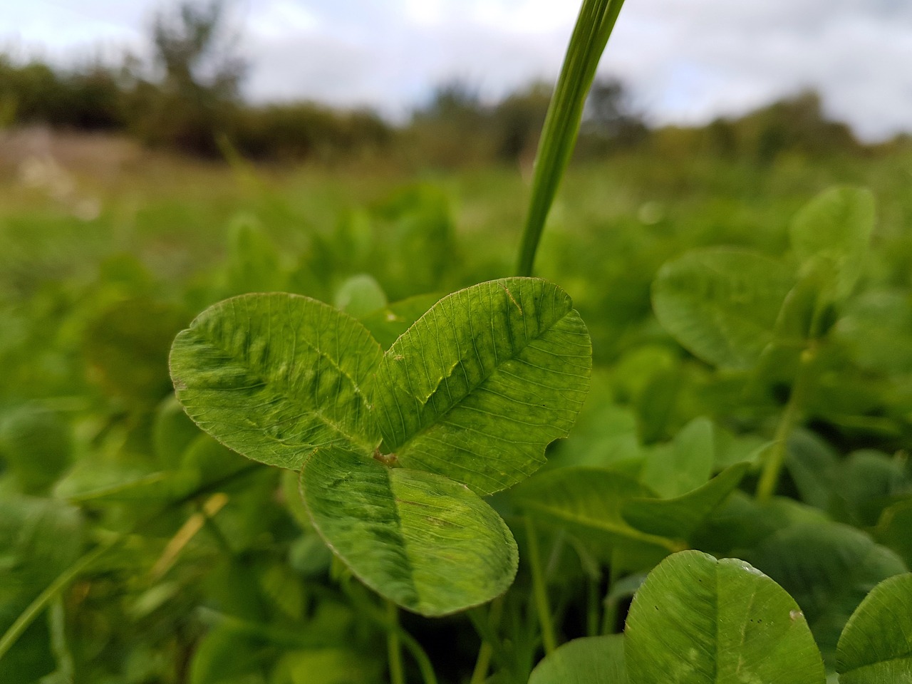 leaf green leaves free photo