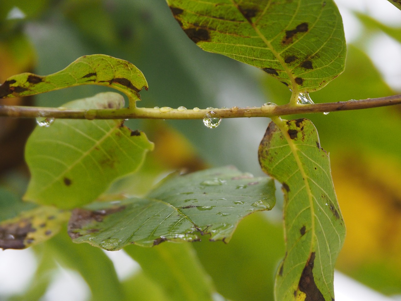 leaf raindrop background free photo